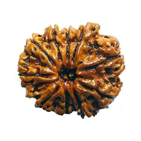10 Mukhi Rudraksha Java - Divine Protection of Lord Vishnu | Brahmatells Store - BrahmatellsStore