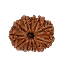 11 Mukhi Dark-Brown Rudraksha Pendant: Spiritual Empowerment & Protection | Brahmatells - BrahmatellsStore