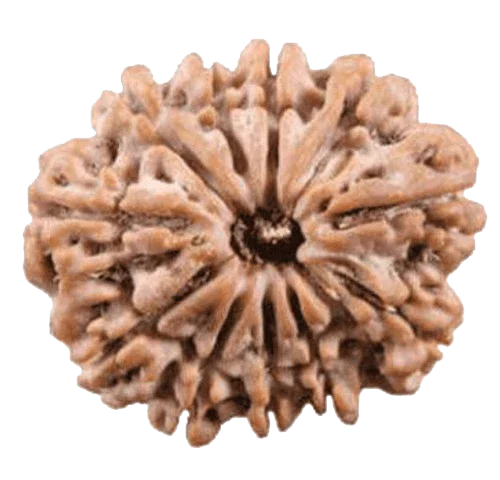 11 Mukhi Light-Brown Rudraksha Pendant: Spiritual Empowerment & Protection | Brahmatells by Brahmatells