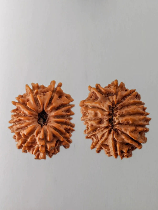 12 Mukhi Rudraksha Bead - Harness Sun's Energy for Leadership | Brahmatells by Brahmatells