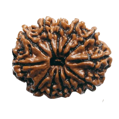 12 Mukhi Rudraksha Power Bead - Command Leadership & Vitality | Brahmatells by Brahmatells
