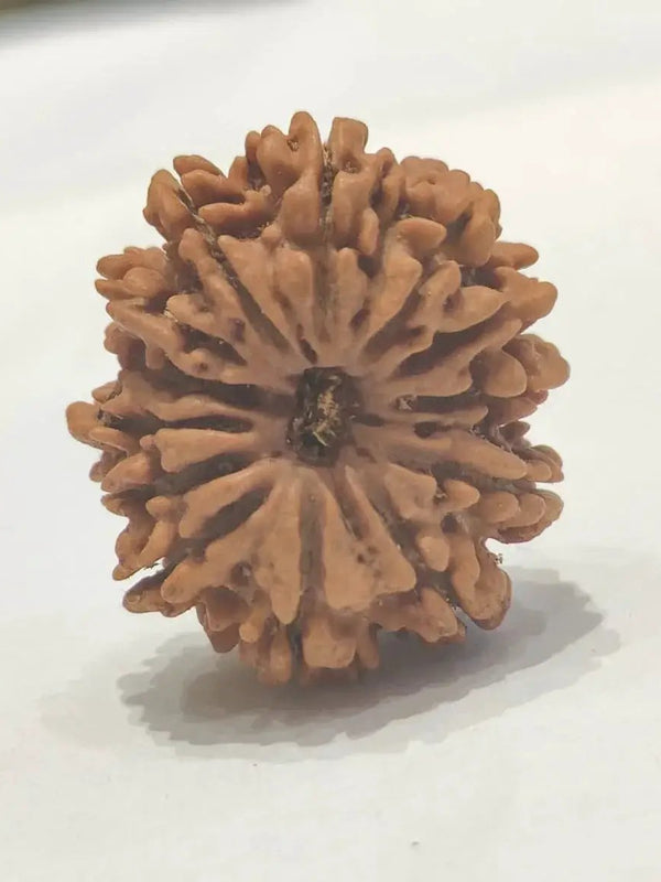 13 Mukhi Rudraksha Bead - Unlock Venus' Power for Charisma | Brahmatells by Brahmatells