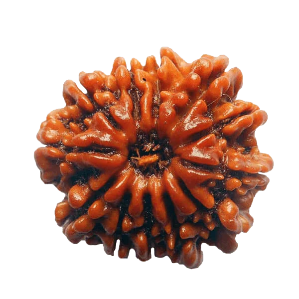 13 Mukhi Rudraksha Java - Charisma & Attraction Unlocked | Brahmatells by Brahmatells