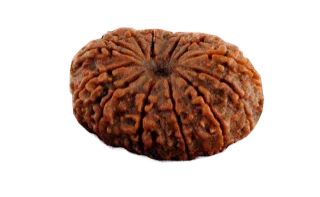 14 Mukhi Rudraksha Pendant - Harness Paramshiva's Energy | Brahmatells by Brahmatells