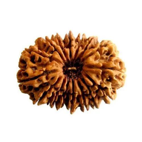 16 Mukhi Rudraksha Java - Triumph & Protection with Lord Ram's Grace | Brahmatells by Brahmatells