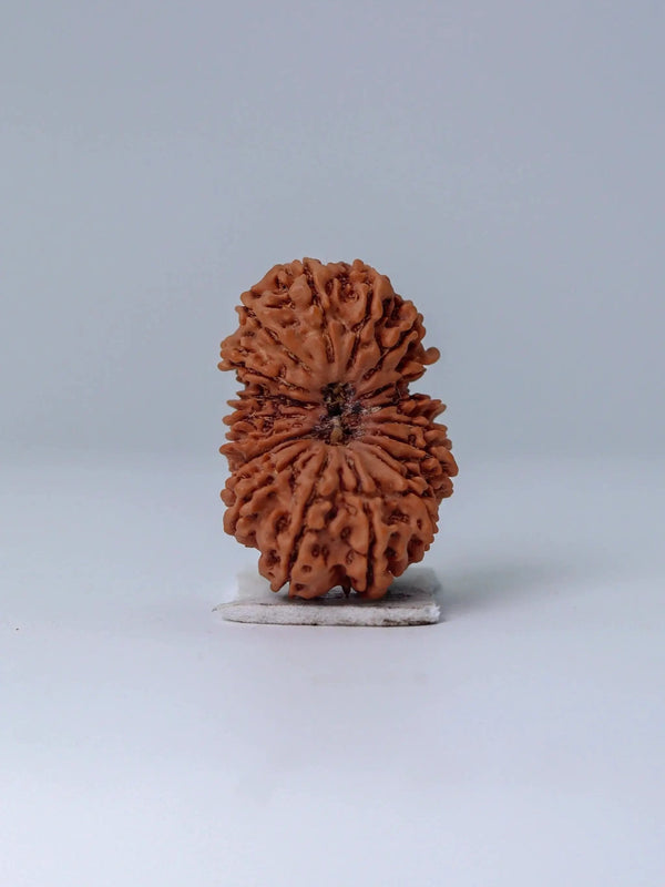 19 Mukhi Rudraksha Bead - Lord Narayana's Blessing | Brahmatells by Brahmatells