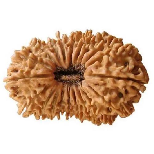 20 Mukhi Rudraksha Java - Divine Trinity's Harmony & Prosperity | Brahmatells by Brahmatells
