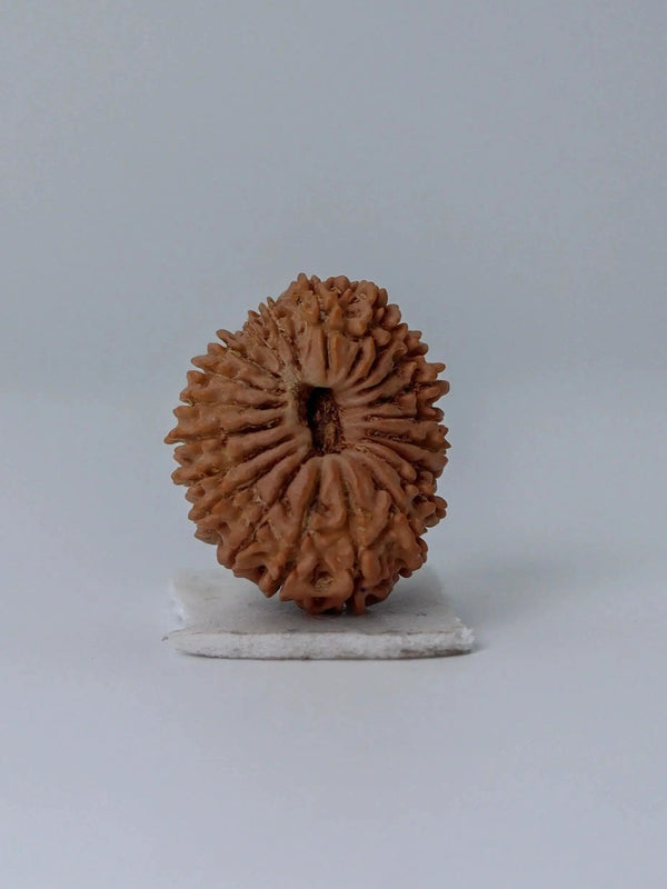 21 Mukhi Rudraksha from Nepal - Kubera's Blessing for Prosperity | Brahmatells by Brahmatells