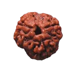3 Mukhi Rudraksha Pendant - Embrace the Energy of Cosmic Fire | Brahmatells by Brahmatells