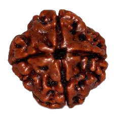 4 Mukhi Rudraksha Java - Wisdom of Lord Brahma | Brahmatells by Brahmatells