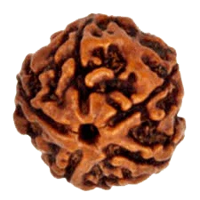 5 Mukhi Rudraksha Bead - Embrace the Essence of Kaalagni Rudra | Brahmatells by Brahmatells