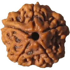 5 Mukhi Rudraksha Java - Embrace Lord Kaalagni Rudra's Power | Brahmatells by Brahmatells