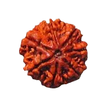 7 Mukhi Rudraksha - Divine Power & Prosperity | Brahmatells by Brahmatells