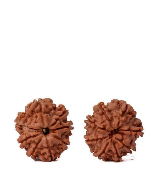 8 Mukhi Rudraksha from Nepal - Pathway to Spiritual Clarity | Brahmatells by Brahmatells