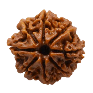8 Mukhi Rudraksha Java - Harness Lord Ganesha's Wisdom | Brahmatells by Brahmatells