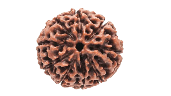 9 Mukhi Round Rudraksha - Embrace Goddess Durga's Power | Brahmatells by Brahmatells