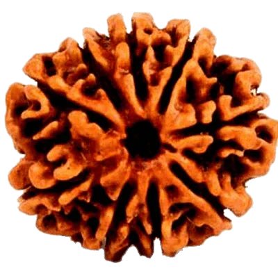 9 Mukhi Rudraksha - Divine Power of Goddess Durga | Brahmatells by Brahmatells