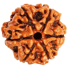 Authentic Java-Origin 6 Mukhi Rudraksha Bead | Venus' Wisdom & Eloquence | Brahmatells by Brahmatells