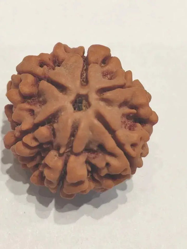 Buy 6 Mukhi Rudraksha Bead Online | Authentic Nepalese Brahmatells Collection by Brahmatells