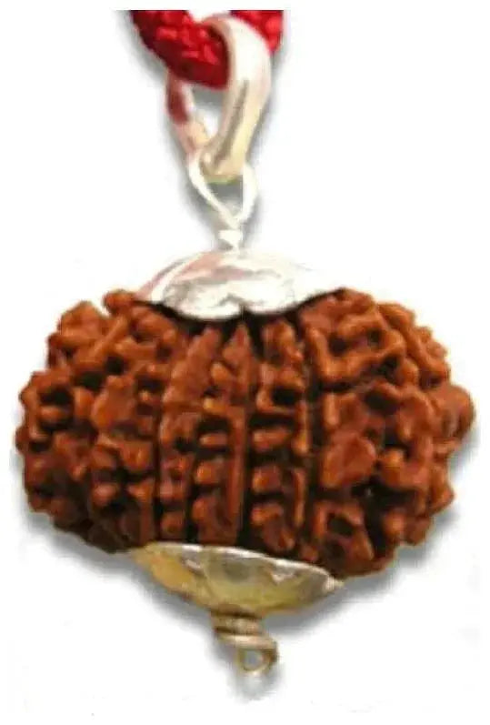 Collector 12 Mukhi Rudraksha Pendant - Leadership & Radiance | Brahmatells by Brahmatells