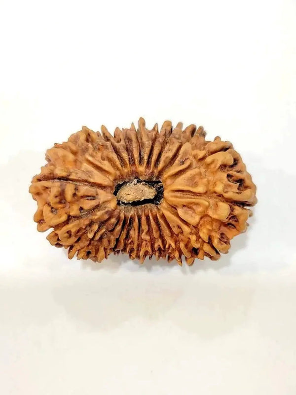 Collector's Edition 21 Mukhi Rudraksha - Lord Kubera's Wealth Blessing | Brahmatells by Brahmatells