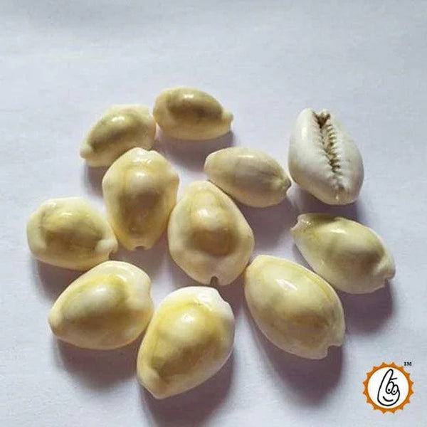 Cowrie (Kauri) 11 PCS by Brahmatells