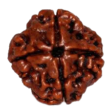 Dark Brown 4 Mukhi Rudraksha Bead - Channeling Brahma's Wisdom | Brahmatells by Brahmatells