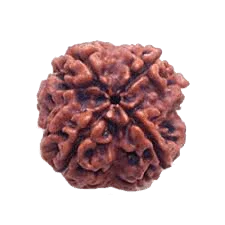 Dark Brown 4 Mukhi Rudraksha Bead - Wisdom of Brahma | Brahmatells by Brahmatells