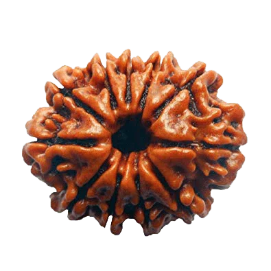 Eleven Mukhi Rudraksha for Spiritual Mastery & Protection | Brahmatells by Brahmatells