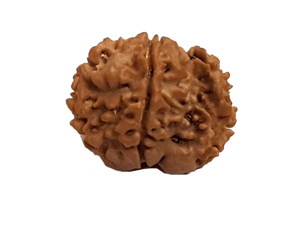 Exclusive Indian 1 Mukhi Rudraksha for Spiritual Mastery | Brahmatells by Brahmatells