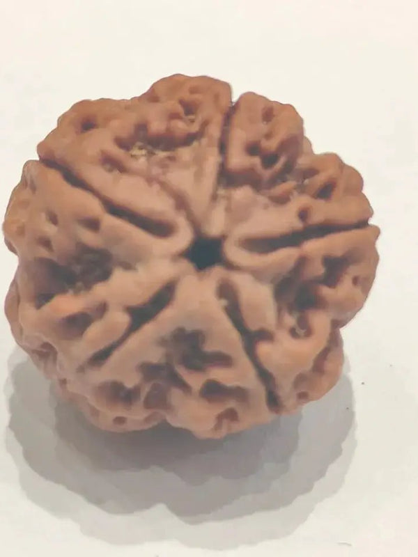 Five Mukhi Rudraksha Bead - Spiritual Harmony & Health | Brahmatells by Brahmatells