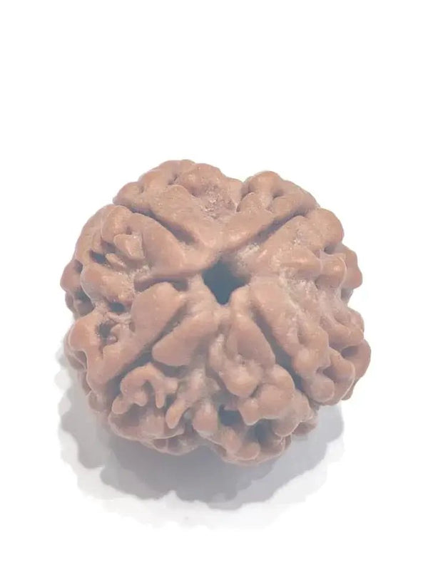 Four Mukhi Rudraksha Bead - Enlightenment & Wisdom | Brahmatells by Brahmatells