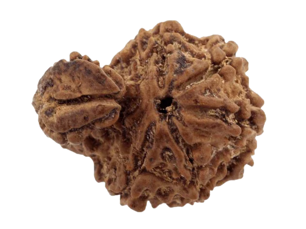 Ganesh Rudraksha - Divine Blessings of Lord Ganesha | Brahmatells by Brahmatells