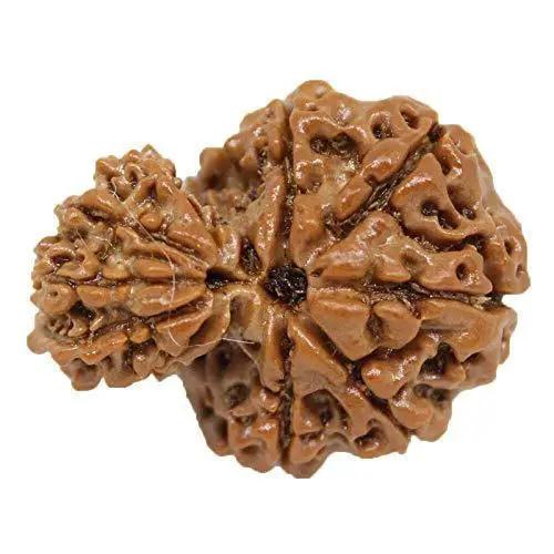 Garbh Gauri Rudraksha Java - Sacred Symbol of Maternal Harmony | Brahmatells by Brahmatells