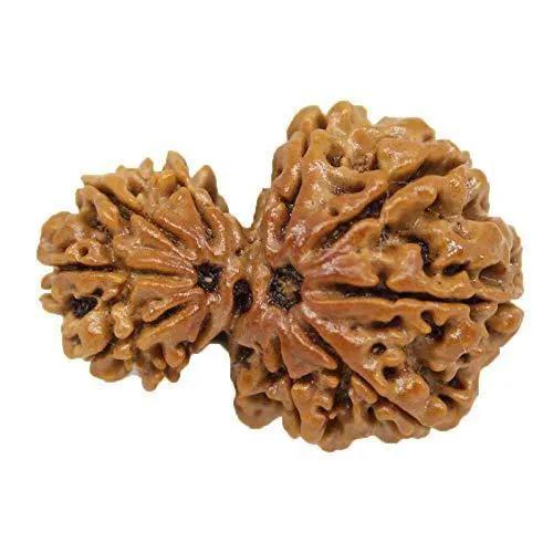 Garbh Gauri Rudraksha | Sacred Bead from Nepal by Brahmatells
