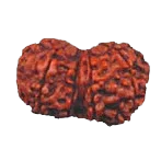 Gauri-Shankar Rudraksha - Uniting Shiva and Shakti | Brahmatells by Brahmatells