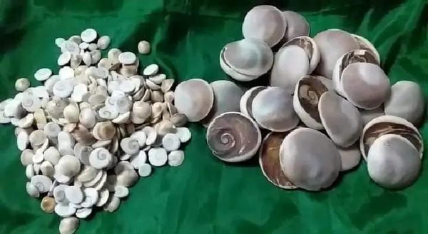 Gomti Chakra by Brahmatells