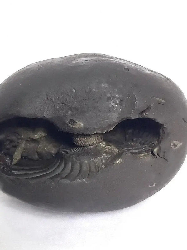 Natural Black Shaligram Stone with Vishnu Chakra | Brahmatells by Brahmatells