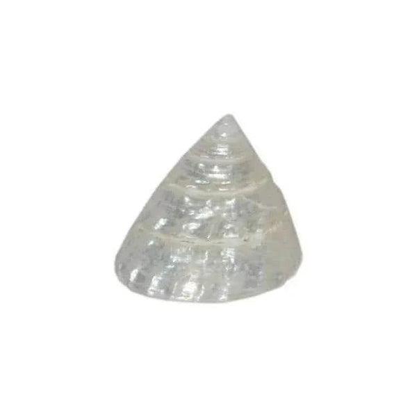 Real Seed Divine Moti(Pearl) Shankh by Brahmatells