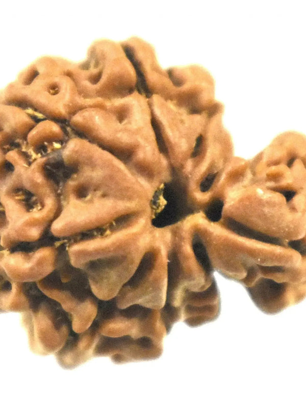 Savar Naag Rudraksha - Uniting Spiritual and Material Realms | Brahmatells by Brahmatells