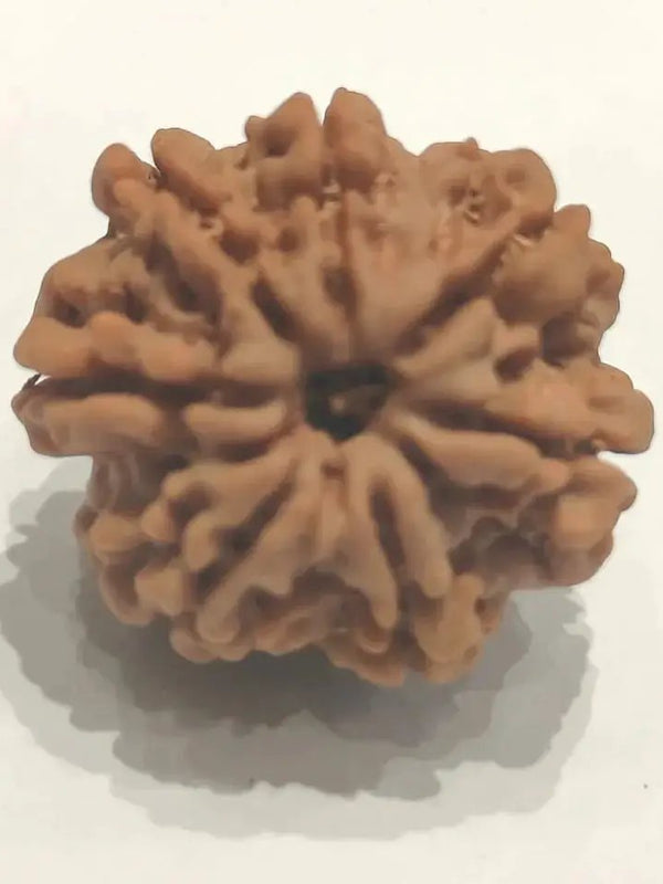 Seven Mukhi Rudraksha Bead - Wealth & Well-being | Brahmatells by Brahmatells
