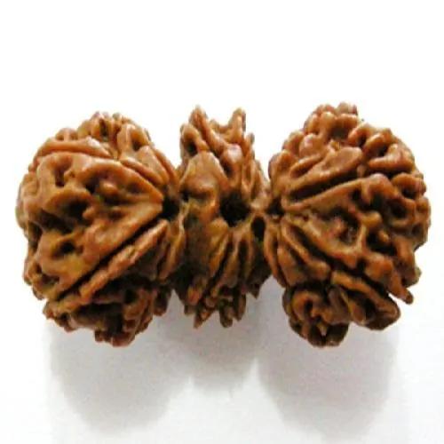 Trijuti Rudraksha Java - The Ultimate Symbol of Divine Unity | Brahmatells by Brahmatells