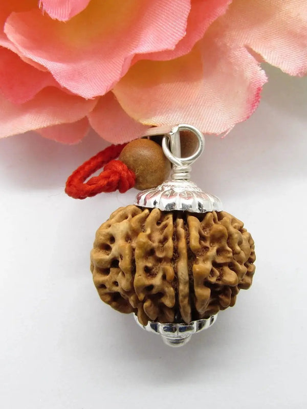 13 Mukhi Rudraksha Bead for Taurus Zodiac – Sourced from Nepal | Brahmatells by Brahmatells