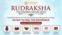 Collector's Edition Rudraksha Pendants - Serenity & Balance | Brahmatells