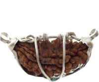 1 Mukhi Rudraksha Half Moon Java - Connect with Lord Shiva's Energy | Brahmatells by Brahmatells