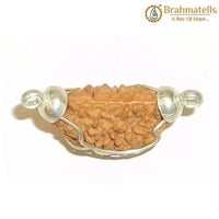 1 Mukhi Rudraksha Half Moon Java - Connect with Lord Shiva's Energy | Brahmatells by Brahmatells