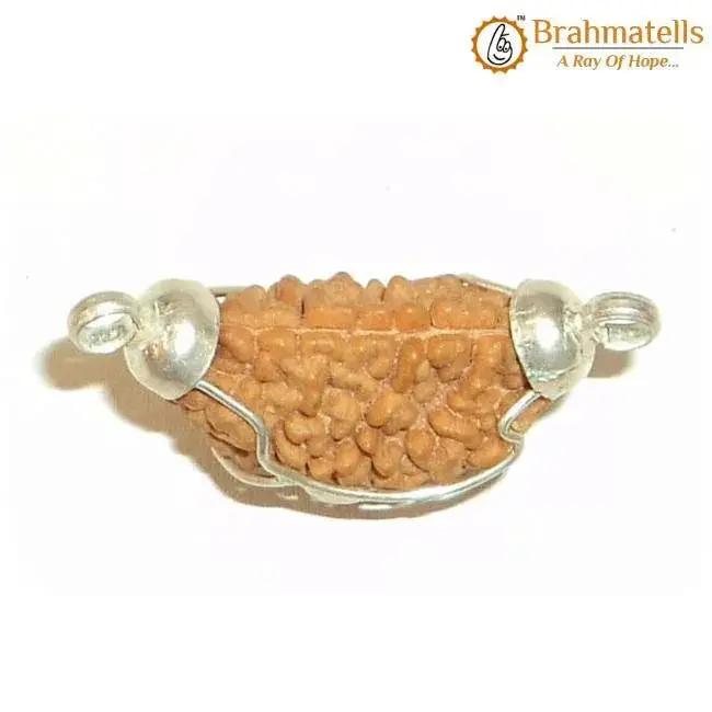 1 Mukhi Rudraksha Half Moon Java - Connect with Lord Shiva's Energy | Brahmatells by Brahmatells