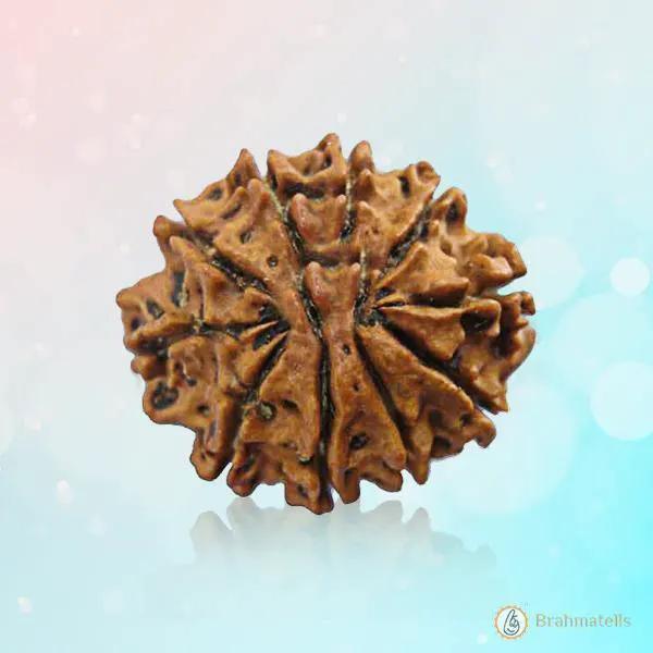 10 Mukhi Round Rudraksha Pendant: Embrace Vishnu's Divine Protection | Brahmatells by Brahmatells
