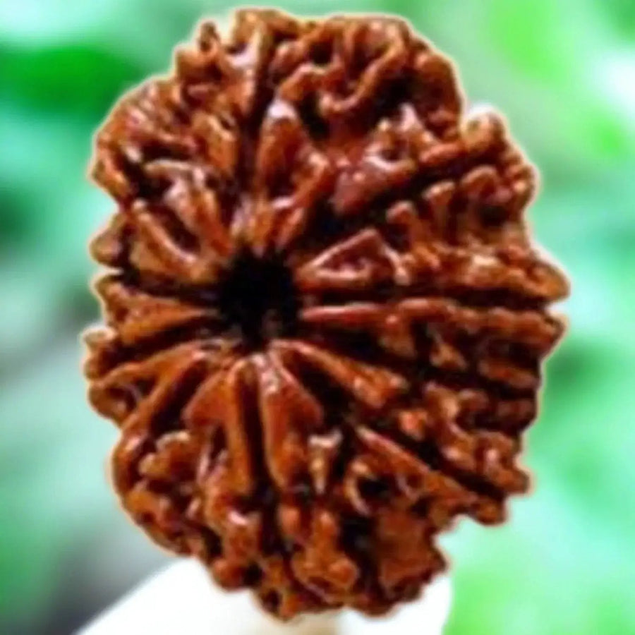10 Mukhi Rudraksha Bead - Harness Lord Vishnu's Power | Brahmatells by Brahmatells