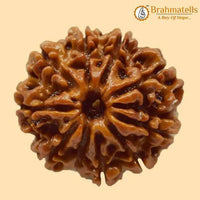 10 Mukhi Rudraksha Bead - Harness Lord Vishnu's Power | Brahmatells by Brahmatells